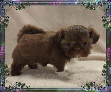 Tiny little male chinese imperial shih tzu puppies for sale teacup